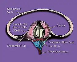 Ilustração da orelha interna, que mostra o canal semicircular, as células ciliadas, a ampola, a cúpula, o nervo vestibular e fluido.