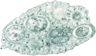 Célula de um inseto infectada por Wolbachia