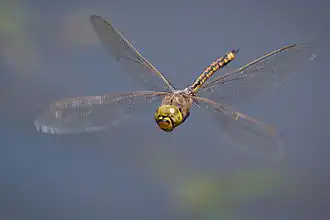 Os Odonata (libélulas e donzelinhas) têm musculatura de voo direto, assim como os efemerópteros.