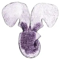 Batida e lançamento é usado em borboletas-do-mar, como em Limacina helicina, para "voar" através da água.
