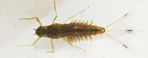 Ninfa de efémera com brânquias abdominais pareadas.