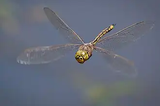 Os Odonata (libélulas e donzelinhas) têm musculatura de voo direto, assim como os efemerópteros.