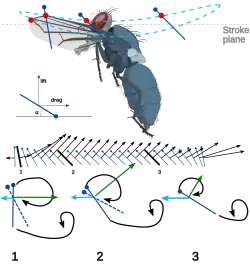 Movimento descendente.