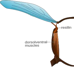 Seção transversal da asa de um inseto mostrando a proteína elástica resilina