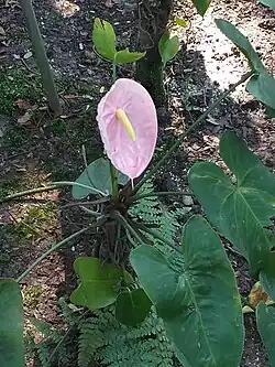 Brácteas cor-de-rosa do cultivar Anthurium andraeanum 'Pink Lady'.