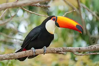 Ramphastos toco em Parque Estadual Encontro das Águas no Brasil