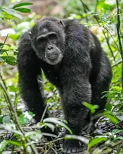 Chimpanzé macho alfa a caminhar no Parque Nacional da Floresta de Kibale, Uganda