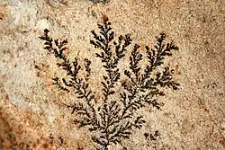 Dendrito de manganês formado em rocha vulcânica finamente cristalina.