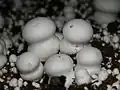 Champignon (Agaricus bisporus)