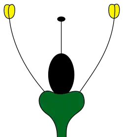 Meristema floral aclamídeo sem corola ou cálice