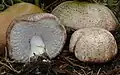 Cogumelo do sol (Agaricus subrufescens)