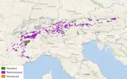 Distribuição do íbex-dos-alpes Residente Reintroduzido Introduzido