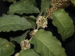 Na ordem Amborellales, há apenas uma família, Amborellaceae, e há apenas um gênero, Amborella, e neste gênero há apenas uma espécie, Amborella trichopoda.