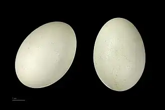 Anas platyrhynchos - MHNT