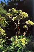 Angelica archangelica.