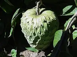Fruto da Anona da Madeira