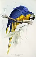 Aquarela de Edward Lear, século XIX