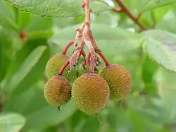Folhagem e frutos imaturos.