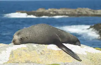 Arctocephalus fosteri