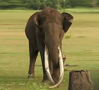 Um elefante asiático macho com grandes presas no Parque nacional de Nagarhole em Karmataka na Índia.