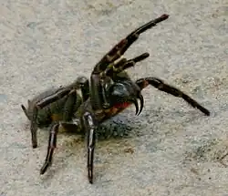 Em comparação, as quelíceras da aranha migalomorfa, como Atrax robustus, são apontadas para baixo.