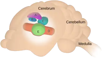 Córtex auditivo de um morcego: A Área FM-FM, B Área CF-CF, C Área sensível à amplitude, D Área sensível à frequência, E Área DSCF