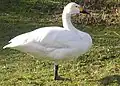 Cisne-de-Bewick, uma subespécie do Cisne-da-trunda.