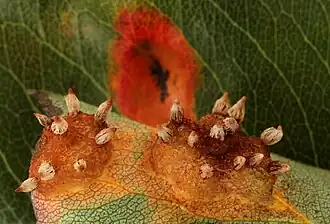 Gymnosporangium fuscum, um Pucciniomycetes