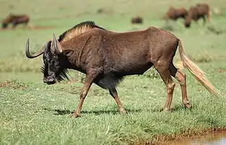 Gnu-de-cauda-branca, em Gauteng, na África do Sul