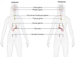 Sistema endócrino feminino