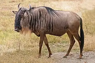 Gnu-de-cauda-preta na cratera de Ngorongoro, na Tanzânia