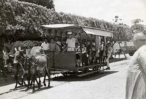 Bonde de tração animal em Limoeiro, em Pernambuco, 1951