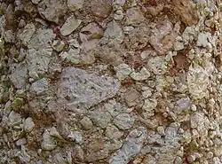 Rochedo formado por pedaços angulosos de calcário branco acinzentado unidos por cimento rochoso mais escuro