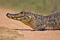 Caiman yacare