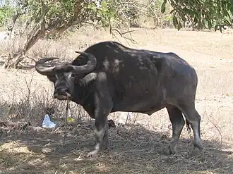 Búfalo-asiático (Bubalus bubalis)