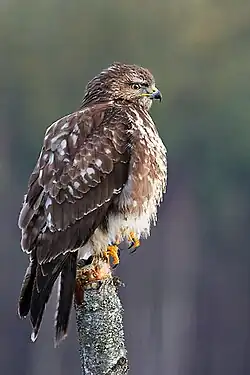 Buteo buteo.