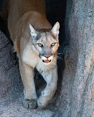 Puma concolor