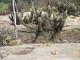 Xique-Xique, cacto típico da Caatinga, conhecido pelo seu caule, que cresce junto ao chão.