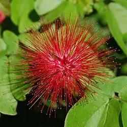 Calliandra emarginata.