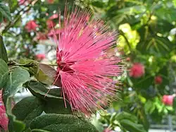 Calliandra emarginata.