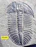 Olenoides um artrópode trilobite Comprimento: 10&nbsp;cm