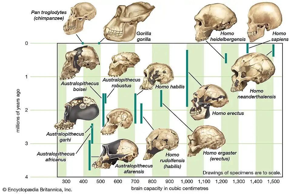 Capacidade craniana dos hominínios