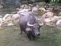 búfalo da raça carabao