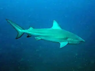 Tubarão-cabeça-chata na Tailândia