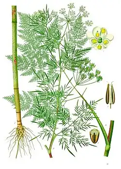 Chaerophyllum bulbosum.