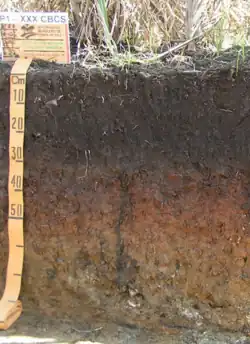 Chernossolo Argilúvico (SiBCS, 2018)