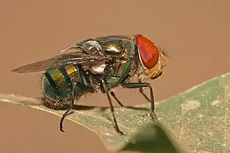 Chrysomya megacephala