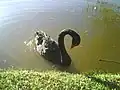 Cisne-negro(Cygnus atratus) no jardim Botânico de Porto Alegre
