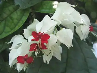 A lágrima-de-cristo (Clerodendrum thomsoniae), utilizada como planta ornamental.