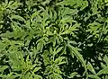 Ambrosia artemisiifolia